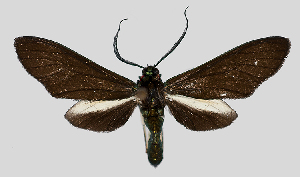  (Ceramidia fumipennis - MBe0109)  @11 [ ] © (2019) Unspecified Forest Zoology and Entomology (FZE) University of Freiburg