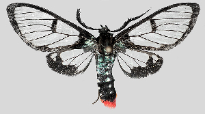  (Aethria - MBe0111)  @14 [ ] © (2019) Unspecified Forest Zoology and Entomology (FZE) University of Freiburg