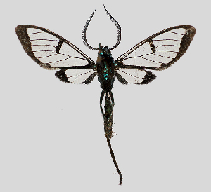  (Trichura latifacia - MBe0114)  @14 [ ] © (2019) Unspecified Forest Zoology and Entomology (FZE) University of Freiburg