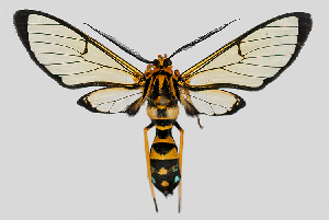  (Trichura aurifera - MBe0123)  @11 [ ] © (2019) Unspecified Forest Zoology and Entomology (FZE) University of Freiburg