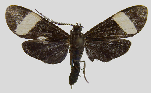  (Loxozona MBPP1937 - MBe0152)  @11 [ ] © (2019) Unspecified Forest Zoology and Entomology (FZE) University of Freiburg