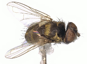  (Strongygaster MB051 - MBe0156)  @13 [ ] © (2019) Unspecified Forest Zoology and Entomology (FZE) University of Freiburg