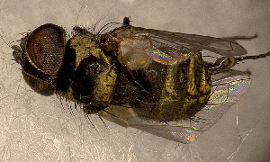  (Strongygaster MB046 - MBe0170)  @12 [ ] © (2019) Unspecified Forest Zoology and Entomology (FZE) University of Freiburg