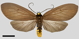  (Pseudapistosia umber - MBe0196)  @11 [ ] © (2019) Unspecified Forest Zoology and Entomology (FZE) University of Freiburg