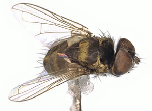 (Strongygaster MB 19-PP-041 - MBe0209)  @13 [ ] © (2019) Unspecified Forest Zoology and Entomology (FZE) University of Freiburg
