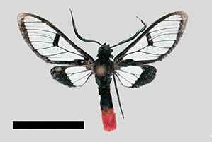  (Aethria MBPP624 - MBe0259)  @11 [ ] © (2019) Unspecified Forest Zoology and Entomology (FZE) University of Freiburg