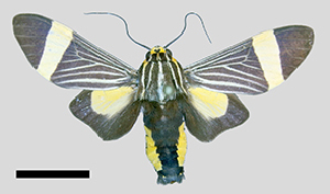  (Ordishia MBPP971 - MBe0265)  @11 [ ] © (2019) Unspecified Forest Zoology and Entomology (FZE) University of Freiburg