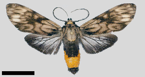  (Eucereon marmoratum - MBe0370)  @15 [ ] © (2020) Unspecified Forest Zoology and Entomology (FZE) University of Freiburg