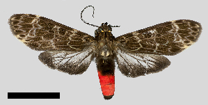 (Eucereon sylvius - MBe0304)  @11 [ ] © (2020) Unspecified Forest Zoology and Entomology (FZE) University of Freiburg
