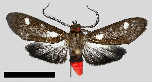  (Eucereon appunctata - MBe0342)  @11 [ ] © (2020) Unspecified Forest Zoology and Entomology (FZE) University of Freiburg