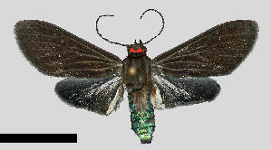  (Episcepsis gnoma - MBe0343)  @11 [ ] © (2020) Unspecified Forest Zoology and Entomology (FZE) University of Freiburg