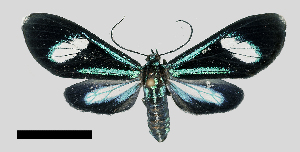  (Cyanopepla glaucopoides - MBe0361)  @11 [ ] © (2020) Unspecified Forest Zoology and Entomology (FZE) University of Freiburg
