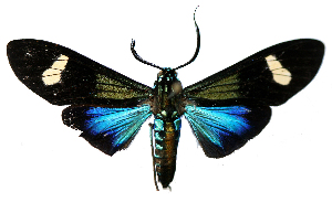  (Belemniastis whiteleyi - MBe0441)  @11 [ ] © (2021) Unspecified Forest Zoology and Entomology (FZE) University of Freiburg