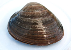  ( - BIOUG14667-A01)  @11 [ ] CreativeCommons - Attribution (2014) Kara Layton Centre for Biodiversity Genomics