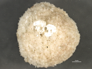  (Solariella obscura - BIOUG14668-C07)  @11 [ ] CreativeCommons - Attribution (2014) CBG Photography Group Centre for Biodiversity Genomics