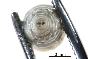  ( - BIOUG14668-C11)  @11 [ ] CreativeCommons - Attribution (2014) CBG Photography Group Centre for Biodiversity Genomics