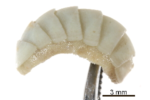  ( - BIOUG14668-F02)  @11 [ ] CreativeCommons - Attribution (2014) CBG Photography Group Centre for Biodiversity Genomics