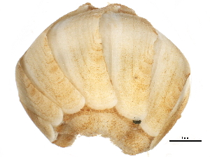  ( - BIOUG14668-G12)  @11 [ ] CreativeCommons - Attribution (2014) CBG Photography Group Centre for Biodiversity Genomics