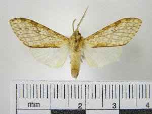  (Lophocampa distincta meridionalis - BEVI0212)  @14 [ ] Copyright (2010) Benoit Vincent Research Collection of Benoit Vincent