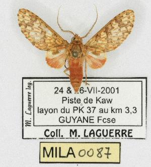  (Amaxia fallax - MILA 0087)  @14 [ ] Copyright (2010) Michel Laguerre Research Collection of Michel Laguerre