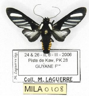  (Rhipha strigosa - MILA 0108)  @14 [ ] Copyright (2010) Michel Laguerre Research Collection of Michel Laguerre