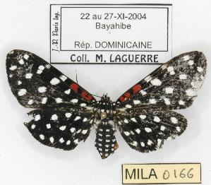  (Composia credula - MILA 0166)  @13 [ ] Copyright (2010) Michel Laguerre Research Collection of Michel Laguerre