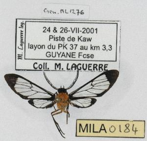  (Cosmosoma nelea - MILA 0184)  @13 [ ] Copyright (2010) Michel Laguerre Research Collection of Michel Laguerre