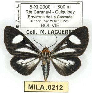  (Calodesma dioptis - MILA 0212)  @14 [ ] Copyright (2010) Michel Laguerre Research Collection of Michel Laguerre