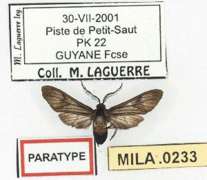  (Hypocharis albicincta - MILA 0233)  @14 [ ] Copyright (2010) Michel Laguerre Research Collection of Michel Laguerre
