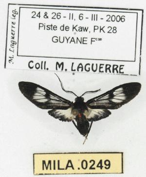  (Heterodontia fenestrina - MILA 0249)  @14 [ ] Copyright (2010) Michel Laguerre Research Collection of Michel Laguerre