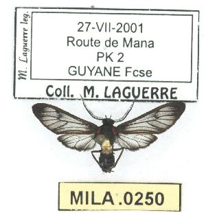  (Hypocharis sp. 1 - MILA 0250)  @14 [ ] Copyright (2010) Michel Laguerre Research Collection of Michel Laguerre
