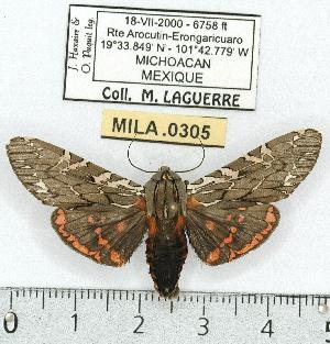  (Arachnis aulaea - MILA 0305)  @15 [ ] Copyright (2010) Michel Laguerre Research Collection of Michel Laguerre