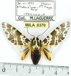  ( - MILA 0370)  @14 [ ] Copyright (2010) Michel Laguerre Research Collection of Michel Laguerre