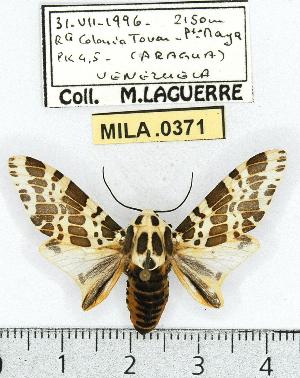  ( - MILA 0371)  @14 [ ] Copyright (2010) Michel Laguerre Research Collection of Michel Laguerre