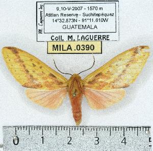  (Symphlebia alinda - MILA 0390)  @14 [ ] Copyright (2010) Michel Laguerre Research Collection of Michel Laguerre