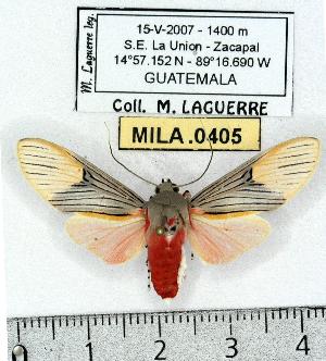  (Idalus perlineosa - MILA 0405)  @15 [ ] Copyright (2010) Michel Laguerre Research Collection of Michel Laguerre