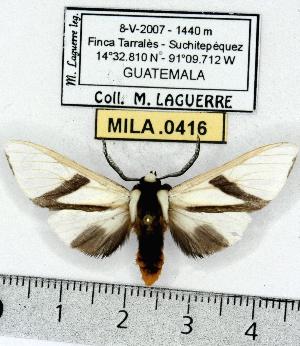 (Turuptiana lacipea - MILA 0416)  @14 [ ] Copyright (2010) Michel Laguerre Research Collection of Michel Laguerre