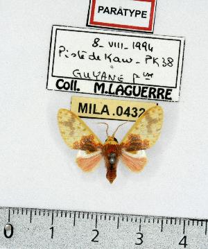  (Amaxia paragnosia - MILA 0432)  @14 [ ] Copyright (2010) Michel Laguerre Research Collection of Michel Laguerre