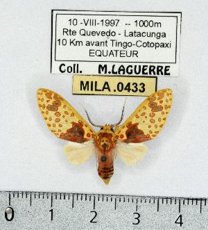  (Amaxia sp. 2 - MILA 0433)  @15 [ ] Copyright (2010) Michel Laguerre Research Collection of Michel Laguerre