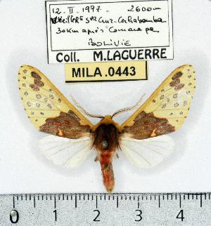  (Amaxia affinis - MILA 0443)  @13 [ ] Copyright (2010) Michel Laguerre Research Collection of Michel Laguerre