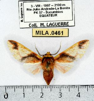  (Symphlebia sp. 1 - MILA 0461)  @14 [ ] Copyright (2010) Michel Laguerre Research Collection of Michel Laguerre