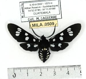  (Eurata vulcanus - MILA 0509)  @13 [ ] Copyright (2010) Michel Laguerre Research Collection of Michel Laguerre
