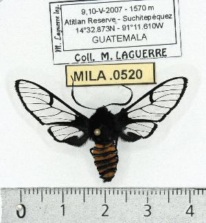  (Homoeocera rodriguezi - MILA 0520)  @14 [ ] Copyright (2010) Michel Laguerre Research Collection of Michel Laguerre