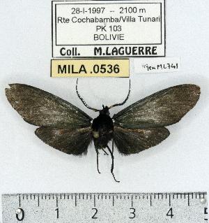  (Gardinia sp. 2 - MILA 0536)  @13 [ ] Copyright (2010) Michel Laguerre Research Collection of Michel Laguerre