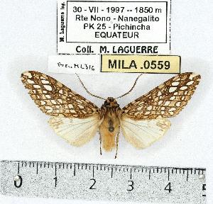  (Lophocampa sullivani - MILA 0559)  @14 [ ] Copyright (2010) Michel Laguerre Research Collection of Michel Laguerre