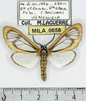 (Hyalurga discozellularis - MILA 0658)  @14 [ ] Copyright (2010) Michel Laguerre Research Collection of Michel Laguerre