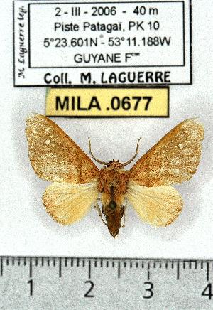  (Zatrephes lentiginosus - MILA 0677)  @14 [ ] Copyright (2010) Michel Laguerre Research Collection of Michel Laguerre