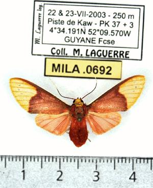  (Evius albicoxae - MILA 0692)  @15 [ ] Copyright (2010) Michel Laguerre Research Collection of Michel Laguerre