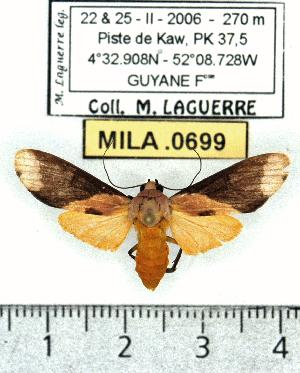  (Phaeomolis tavakiliani - MILA 0699)  @14 [ ] Copyright (2010) Michel Laguerre Research Collection of Michel Laguerre
