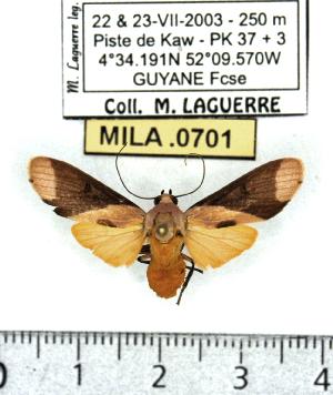  (Phaeomolis tavakiliani - MILA 0701)  @14 [ ] Copyright (2010) Michel Laguerre Research Collection of Michel Laguerre